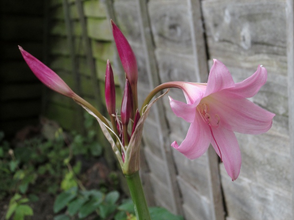 Powell’s Cape-lily / Crinum × powellii: _Crinum_ × _powellii_ has large pink flowers in an umbel, each with an inferior ovary.
