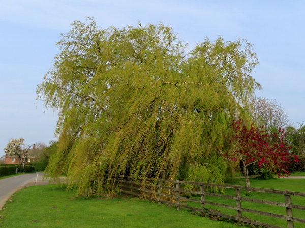 weeping crack-willow / Salix × pendulina: _Salix_ × _pendulina_ is a ‘weeping willow’, with pendent branchlets.