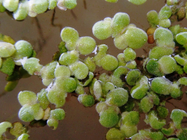 least duckweed / Lemna minuta: _Lemna minuta_ has slightly smaller fronds than _Lemna minor_ (<4 mm), and with only a single obscure vein.