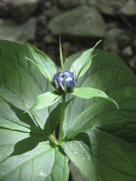 herb Paris / Paris quadrifolia: The fruit of _Paris quadrifolia_ is a round, shiny blue–black berry.