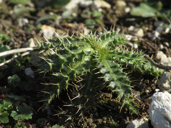 spear thistle / Cirsium vulgare: The leaves of _Cirsium vulgare_ have stiff spines on the upper surface.