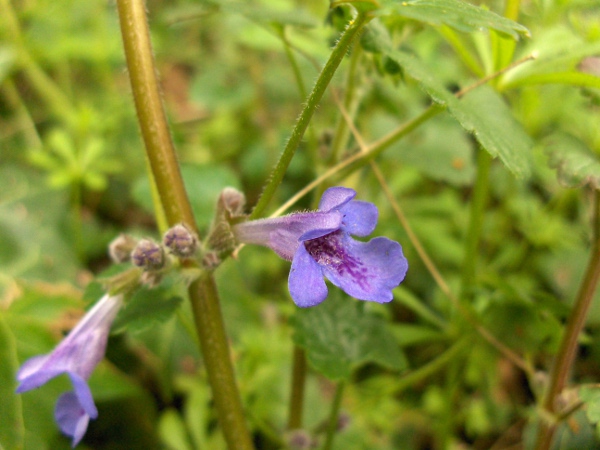 ground ivy / Glechoma hederacea: _Glechoma hederacea_ spreads chiefly by stolons; its nearly circular, deeply cordate leaves are distinctive.