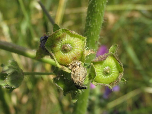 common mallow / Malva sylvestris: The nutlets of _Malva sylvestris_ are reported to be ‘strongly reticulate’, but this is not always apparent, especially in immature fruit.