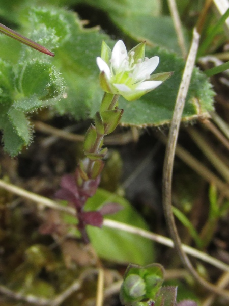 thyme-leaved sandwort / Arenaria serpyllifolia: A dense-flowering form found on sand dunes is sometimes recognised as _Arenaria serpyllifolia_ subsp. _lloydii_.