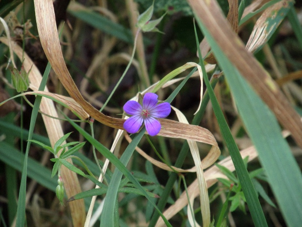 long-stalked cranesbill / Geranium columbinum: _Geranium columbinum_ has narrowly divided leaves, and small flowers on long stalks.