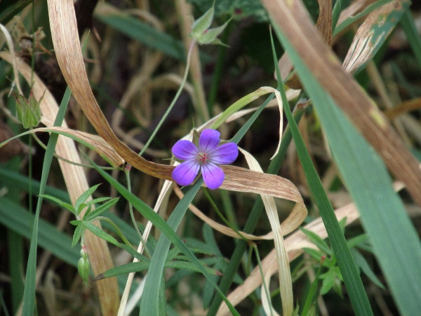 long-stalked cranesbill / Geranium columbinum