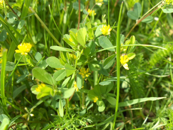 lesser trefoil / Trifolium dubium: _Trifolium dubium_ grows in dry or damp grassland across the British Isles.