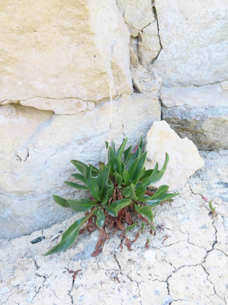 Purbeck sea-lavender / Limonium dodartiforme: _Limonium dodartiforme_ is only found from Chesil Beach to Durlston Head (VC9); its leaves are up to 22 mm wide and obovate or spathulate in shape.