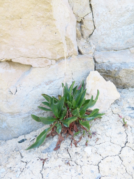 Purbeck sea-lavender / Limonium dodartiforme: _Limonium dodartiforme_ is only found from Chesil Beach to Durlston Head (VC9); its leaves are up to 22 mm wide and obovate or spathulate in shape.