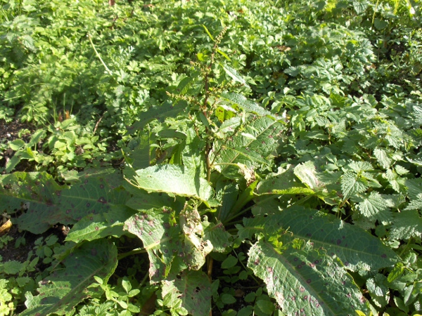 wood dock / Rumex sanguineus: _Rumex sanguineus_ is one of our most common dock species, growing in woodland margins and the like, except in northern Scotland.