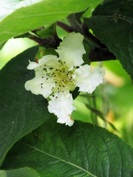 medlar / Mespilus germanica: Flower of _Mespilus germanica_ ‘Royal’