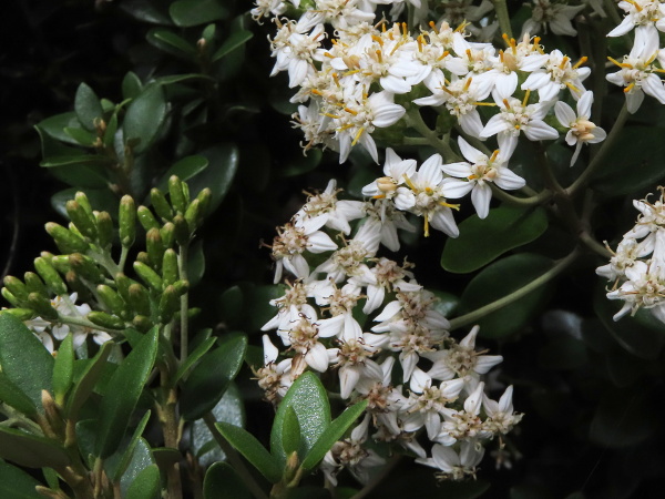 daisy bush / Olearia × haastii: The leaves of _Olearia_ × _haastii_ are small and flat, and the inflorescences have 3–5 ray florets each.