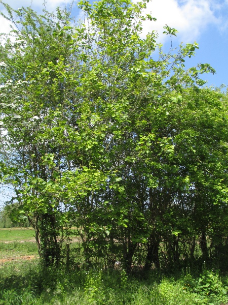 hairy cockspurthorn / Crataegus submollis: _Crataegus submollis_ is a tree native to eastern North America, mostly in Canada and neighbouring states of the USA.