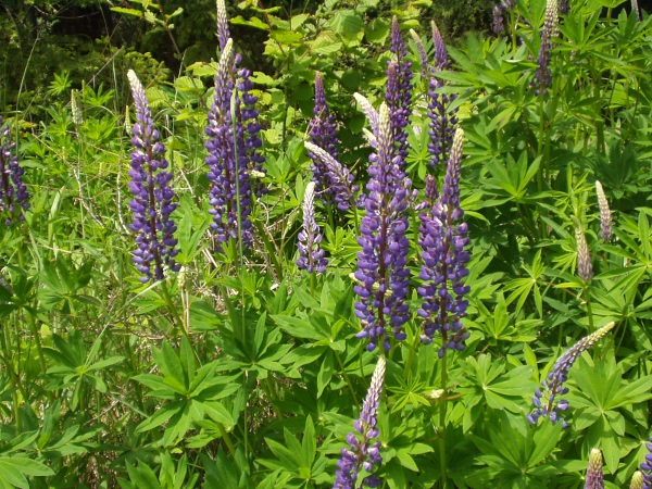 garden lupin / Lupinus polyphyllus: _Lupinus polyphyllus_ is a North American native that is difficult to separate from its hybrid _Lupinus_ × _regalis_.