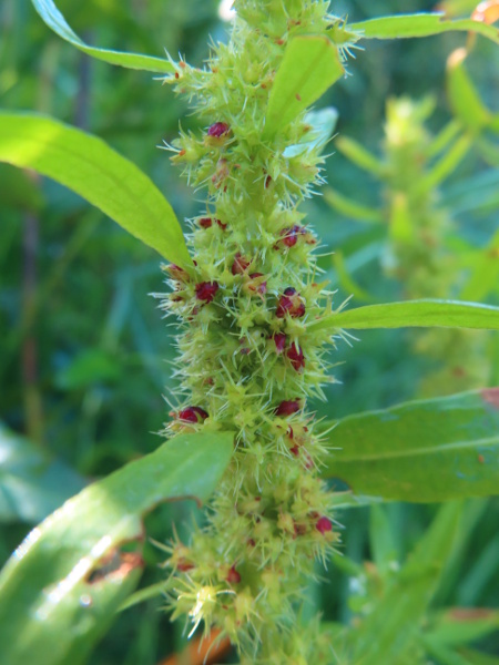 golden dock / Rumex maritimus: The tepals of _Rumex maritimus_ have long, spine-like lobes along their margins, and the ripe fruits have three tubercles.