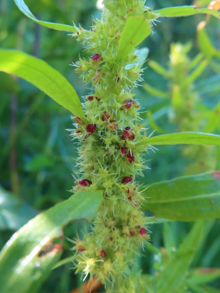 golden dock / Rumex maritimus