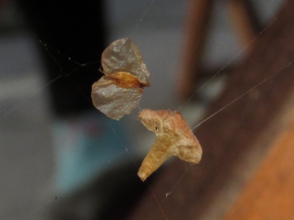 silver birch / Betula pendula: The 2-winged seeds (above) and 3-lobed bracts (below) of birches are released in large numbers in early autumn.