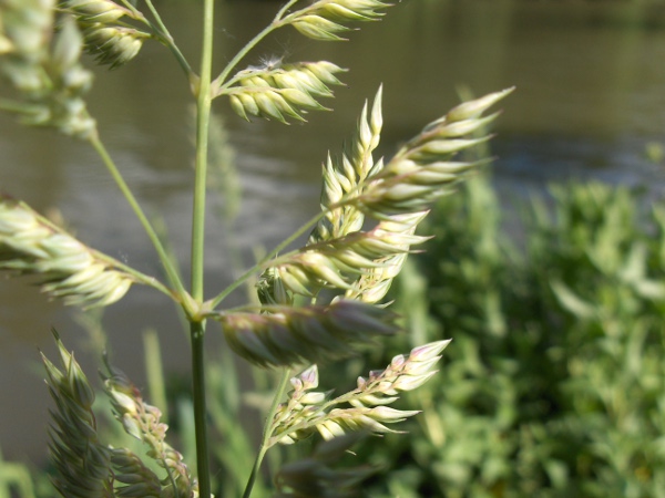 wood small-reed / Calamagrostis epigejos: Inflorescence