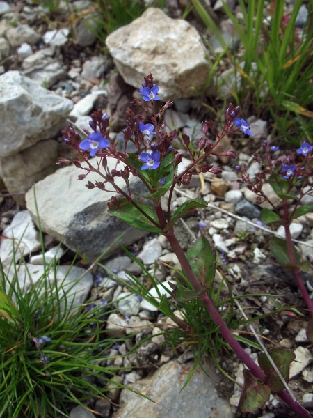 brooklime / Veronica beccabunga: Although normally a wetland species, _Veronica beccabunga_ is here growing on limestone scree.