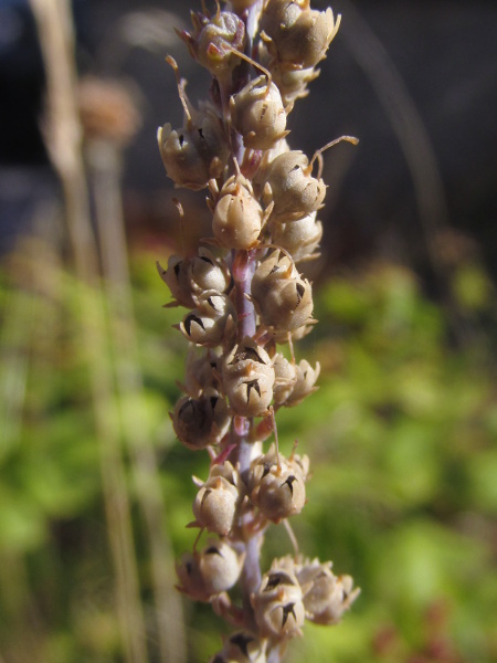 purple toadflax / Linaria purpurea