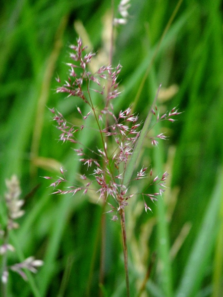 velvet bent / Agrostis canina: Open inflorescence