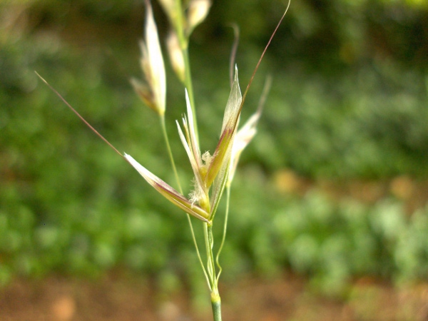 false oat-grass / Arrhenatherum elatius: Flowers