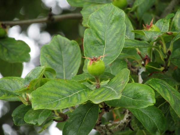 haw medlar / × Crataemespilus grandiflora: ×_Crataemespilus grandiflora_ is an intergeneric hybrid between _Crataegus laevigata_ and _Mespilus germanica_.