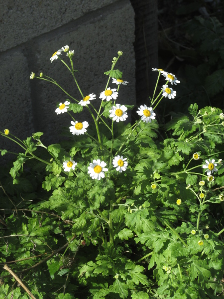 feverfew / Tanacetum parthenium: _Tanacetum parthenium_ is a popular garden plant and a frequent escapee from cultivation.