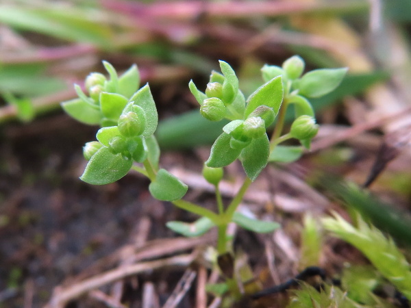 allseed / Linum radiola: _Linum radiola_ is a tiny annual plant of freely-draining acid soils.