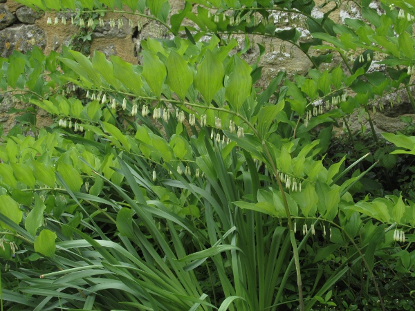 garden Solomon’s-seal / Polygonatum × hybridum: _Polygonatum_ × _hybridum_ is a hybrid between _Polygonatum odoratum_ and _Polygonatum multiflorum_.