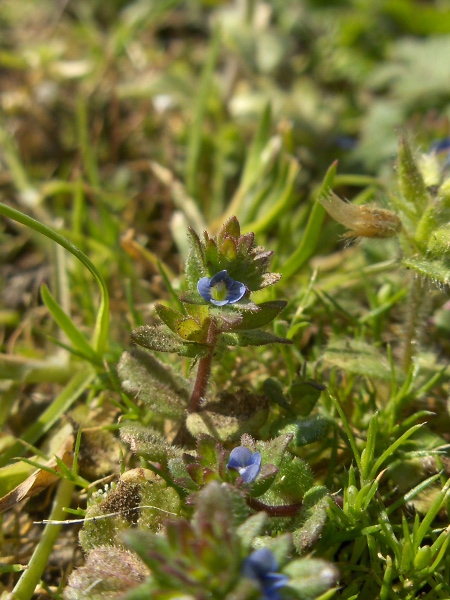 wall speedwell / Veronica arvensis: Habitus