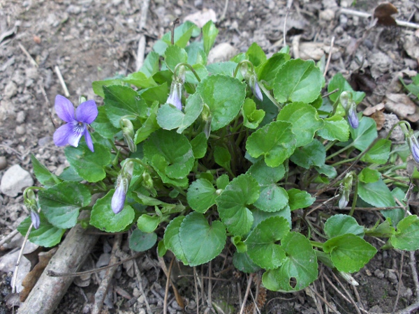 common dog-violet / Viola riviniana: _Viola riviniana_ is a common plant, especially in more acidic areas, throughout the British Isles.