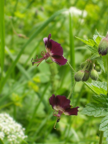 dusky cranesbill / Geranium phaeum: _Geranium phaeum_ is native to Central Europe.