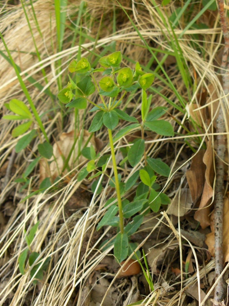 sweet spurge / Euphorbia dulcis: _Euphorbia dulcis_ is native to continental Europe.