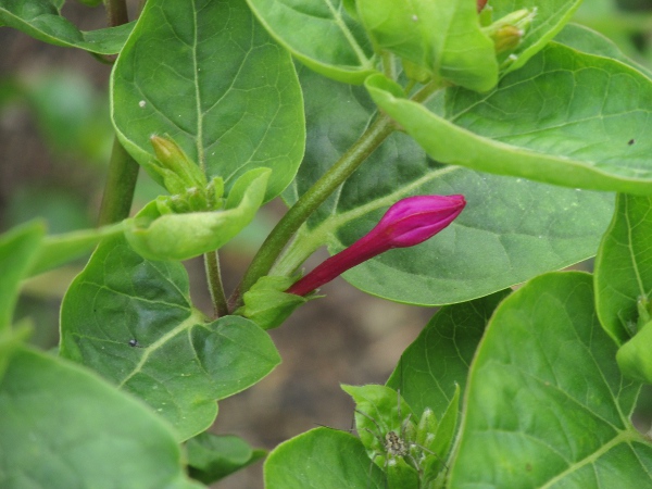 marvel of Peru / Mirabilis jalapa