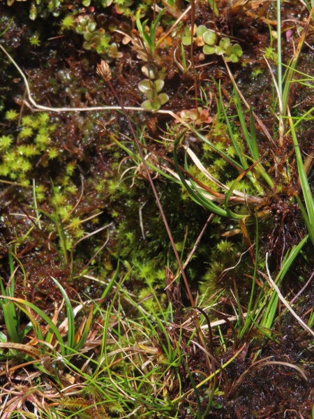 three-flowered rush / Juncus triglumis: _Juncus triglumis_ grows in montane base-rich rocky flushes in the Scottish Highlands, Lake District, North Pennines, Snowdonia, and one site in the Yorkshire Dales.