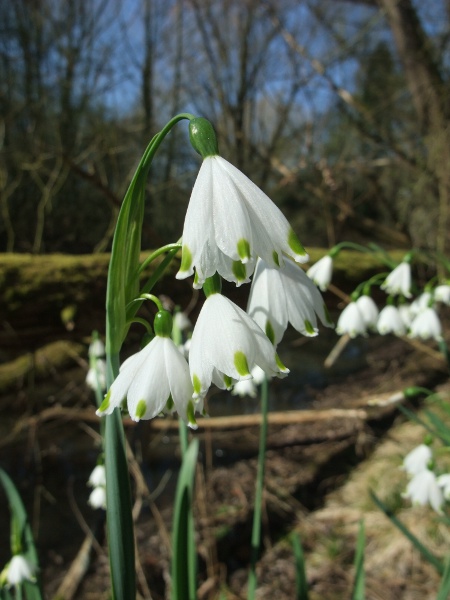 summer snowflake / Leucojum aestivum: The flowers of _Leucojum_ differ from snowdrops (e.g. _Galanthus nivalis_) in that all 6 tepals are of a similar size, and all 6 are marked with a coloured tip.