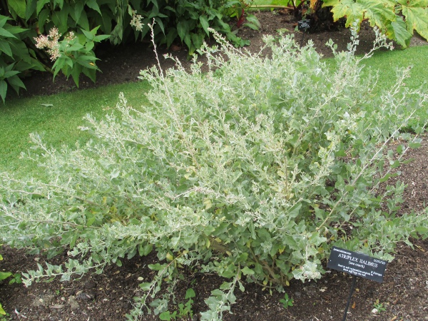 shrubby orache / Atriplex halimus: _Atriplex halimus_ is a southern European species sometimes planted near the coast; it persists at various sites in England, mostly on the south coast, plus a site in Wales and one on the Isle of Man.