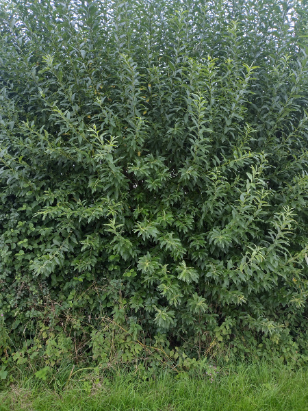 shrubby osier / Salix × fruticosa: _Salix_ × _fruticosa_ is a rare hybrid between _Salix aurita_ and _Salix viminalis_; all our plants are female.