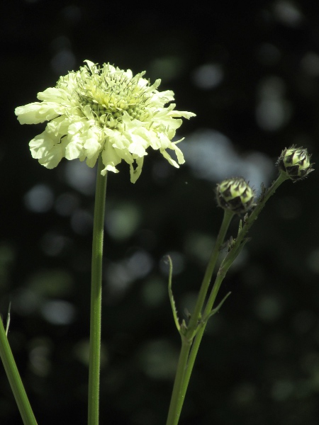 giant scabious / Cephalaria gigantea: _Cephalaria gigantea_ is an uncommon garden escape in England; it has heads of yellow flowers with dark bracts.