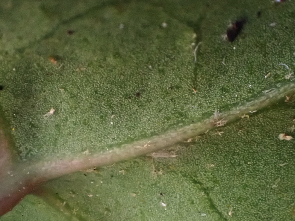 Atlantic ivy / Hedera hibernica