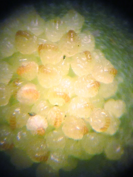 intermediate polypody / Polypodium interjectum: The sporangia of _Polypodium interjectum_ have an average of 7–9 thick-walled cells in the ‘annulus’ (seen here orange against the paler background).