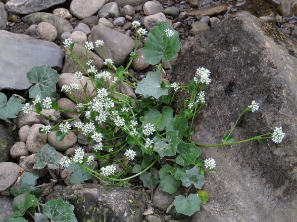 Pyrenean scurvy-grass / Cochlearia pyrenaica: _Cochlearia pyrenaica_ differs from _Cochlearia officinalis_ in its smaller flowers and less clasping upper leaves; it grows in base-rich upland areas.