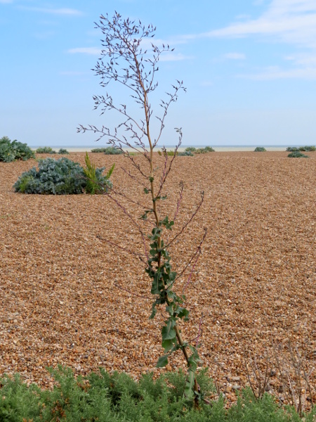 great lettuce / Lactuca virosa: _Lactuca virosa_ is a tall plant of waste ground and similar settings; the purple stems and leaf-midribs separate it from _Lactuca serriola_.