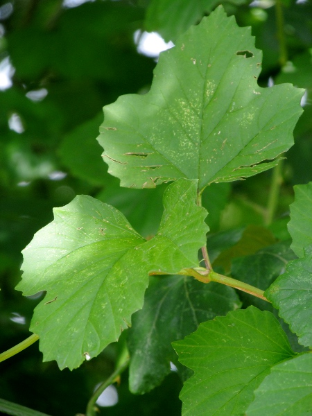 Asian guelder rose / Viburnum sargentii