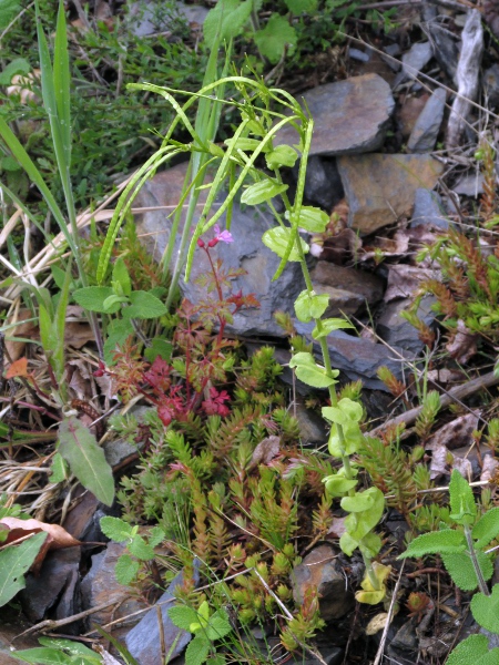 tower cress / Pseudoturritis turrita