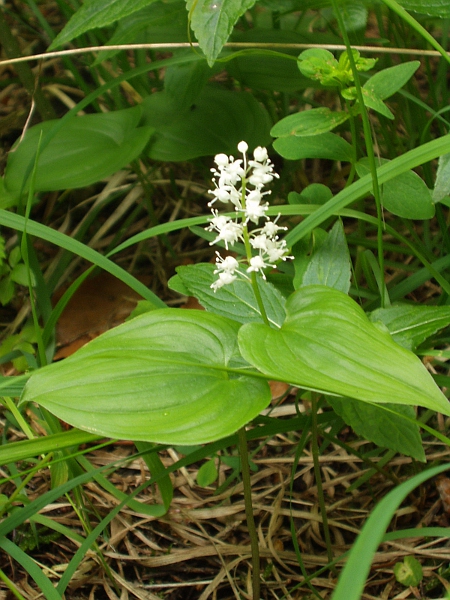 May lily / Maianthemum bifolium: _Maianthemum bifolium_ has racemes of small, white flowers, and usually 2 leaves on its stems.