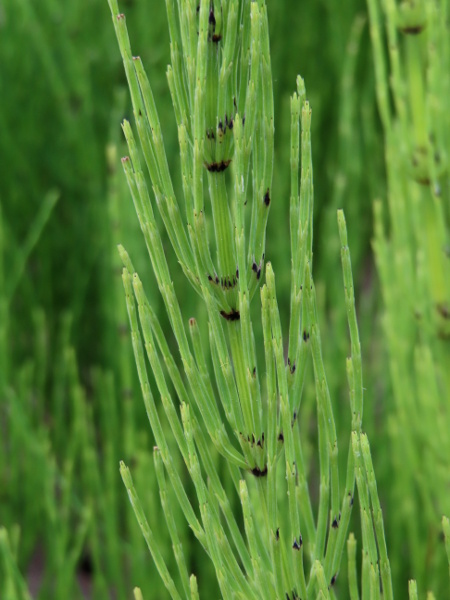 field horsetail / Equisetum arvense: On _Equisetum arvense_, the lowest internode of the branches is at least as long as the adjacent stem-sheath, like _Equisetum pratense_, but lacks the scarious margins on the stem-sheath teeth and rough stems of that species.