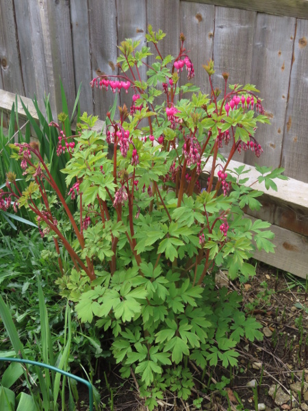 Asian bleeding heart / Lamprocapnos spectabilis