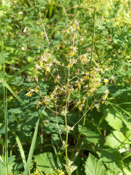 lesser meadow-rue / Thalictrum minus: _Thalictrum minus_ produces a more diffuse infloresence than other _Thalictrum_ species.